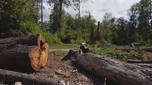 Professional Tree Care in Bloomington, CA