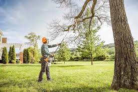 How Our Tree Care Process Works  in  Bloomington, CA