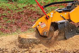 Best Root Management and Removal  in Bloomington, CA