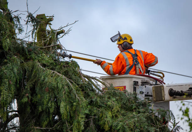 Best Hazardous Tree Removal  in Bloomington, CA
