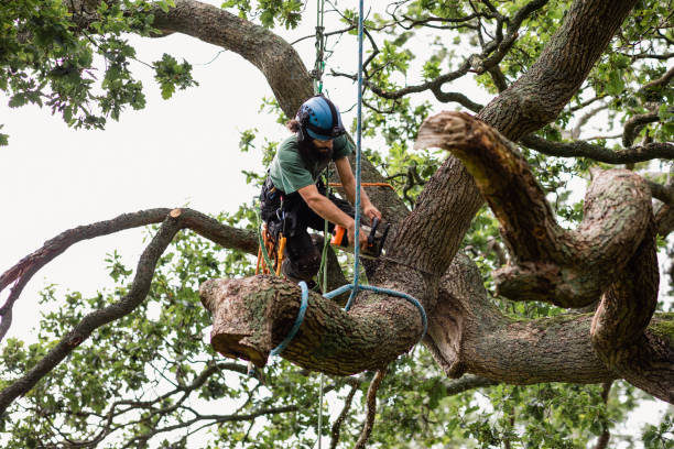 Best Tree Health Inspection  in Bloomington, CA